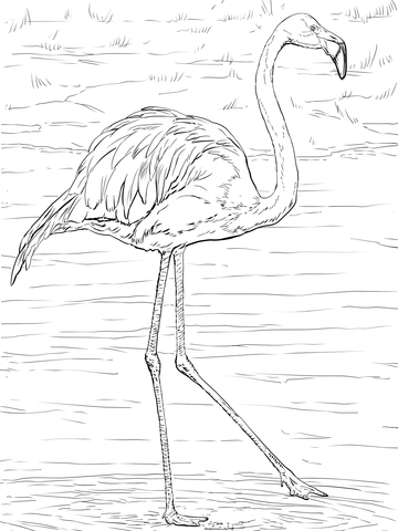 American Or Caribbean Flamingo Coloring Page